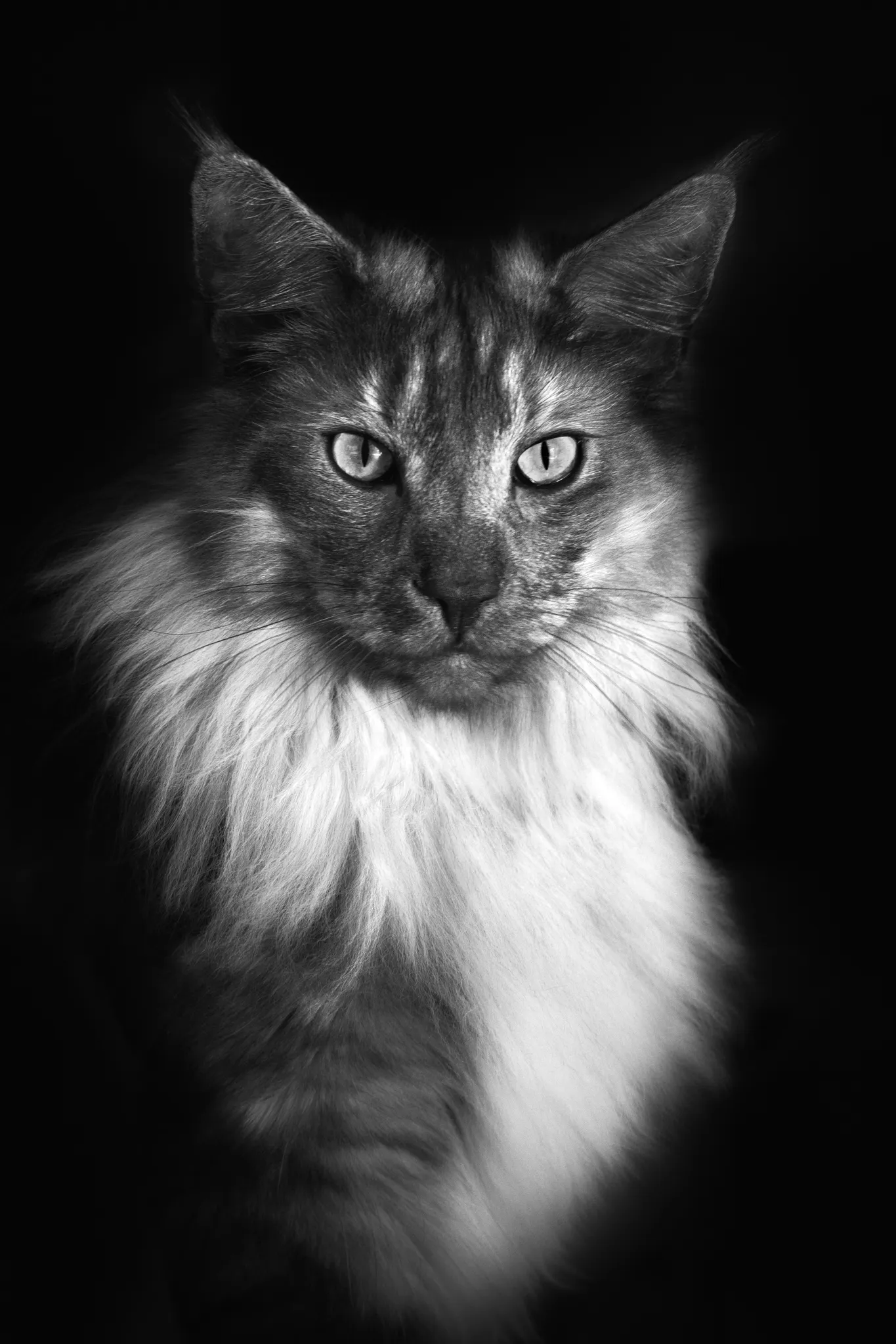 Portrait noir et blanc chat norvégien.