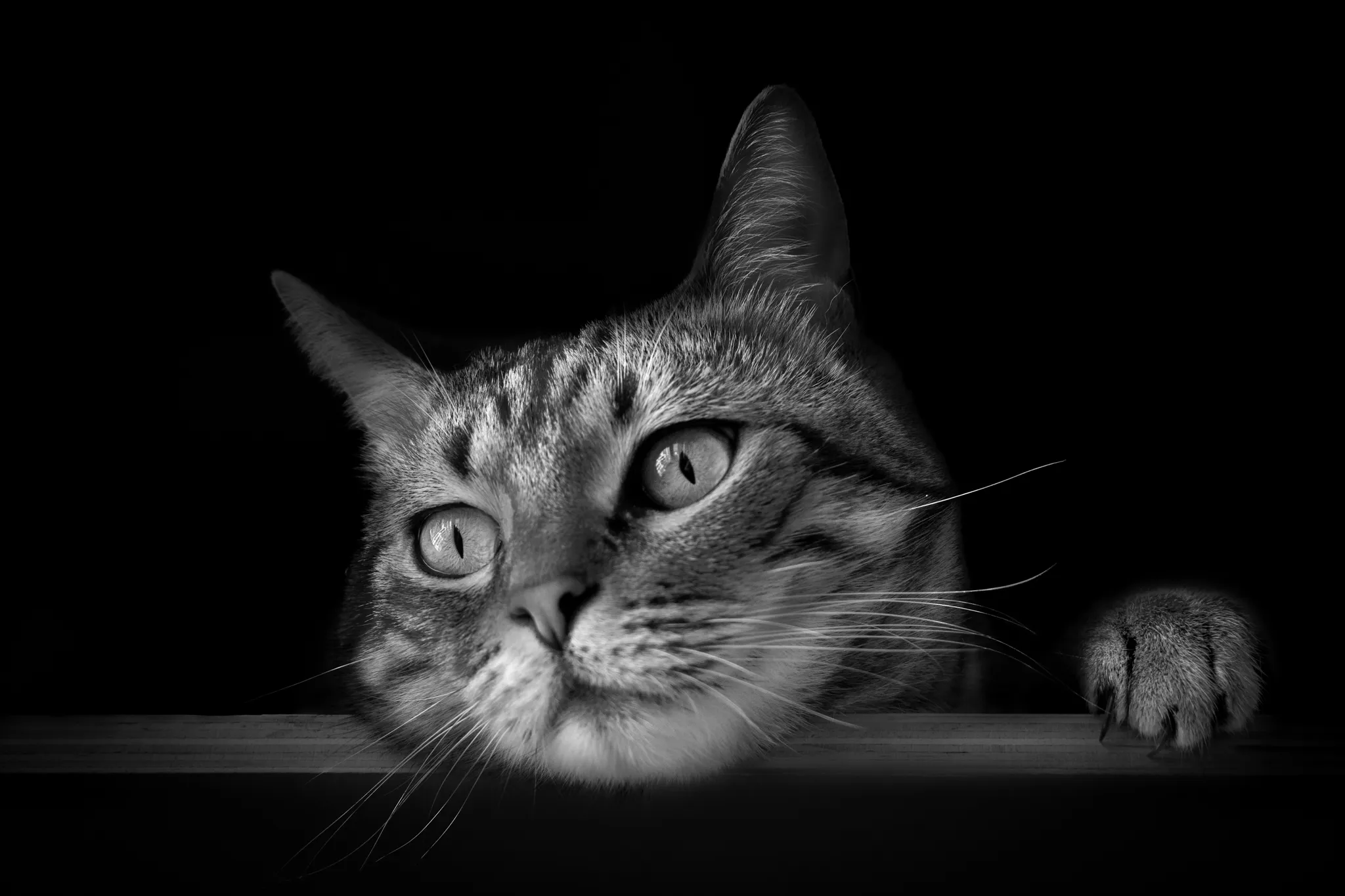 Gros plan sur tête et patte de chat posé sur une table, noir et blanc.
