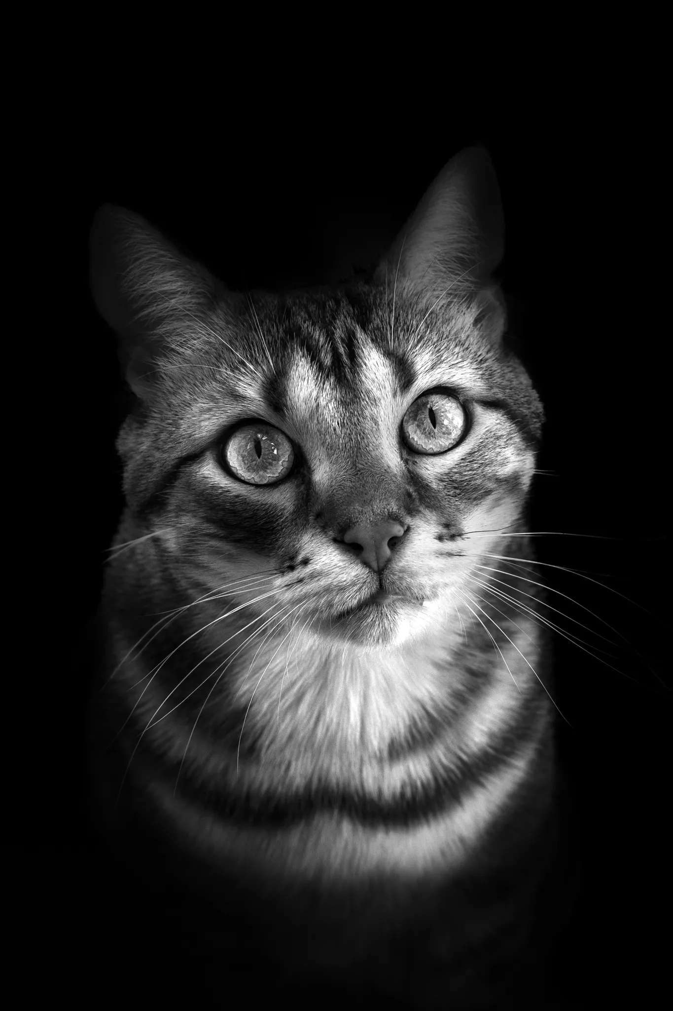 Tête chat tigré avec accentuation sur ses yeux intenses.