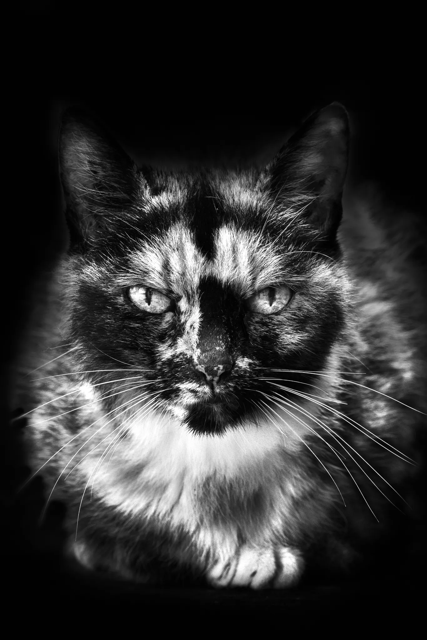 Vue de face, d'une chatte écaille de tortue au regard intense.