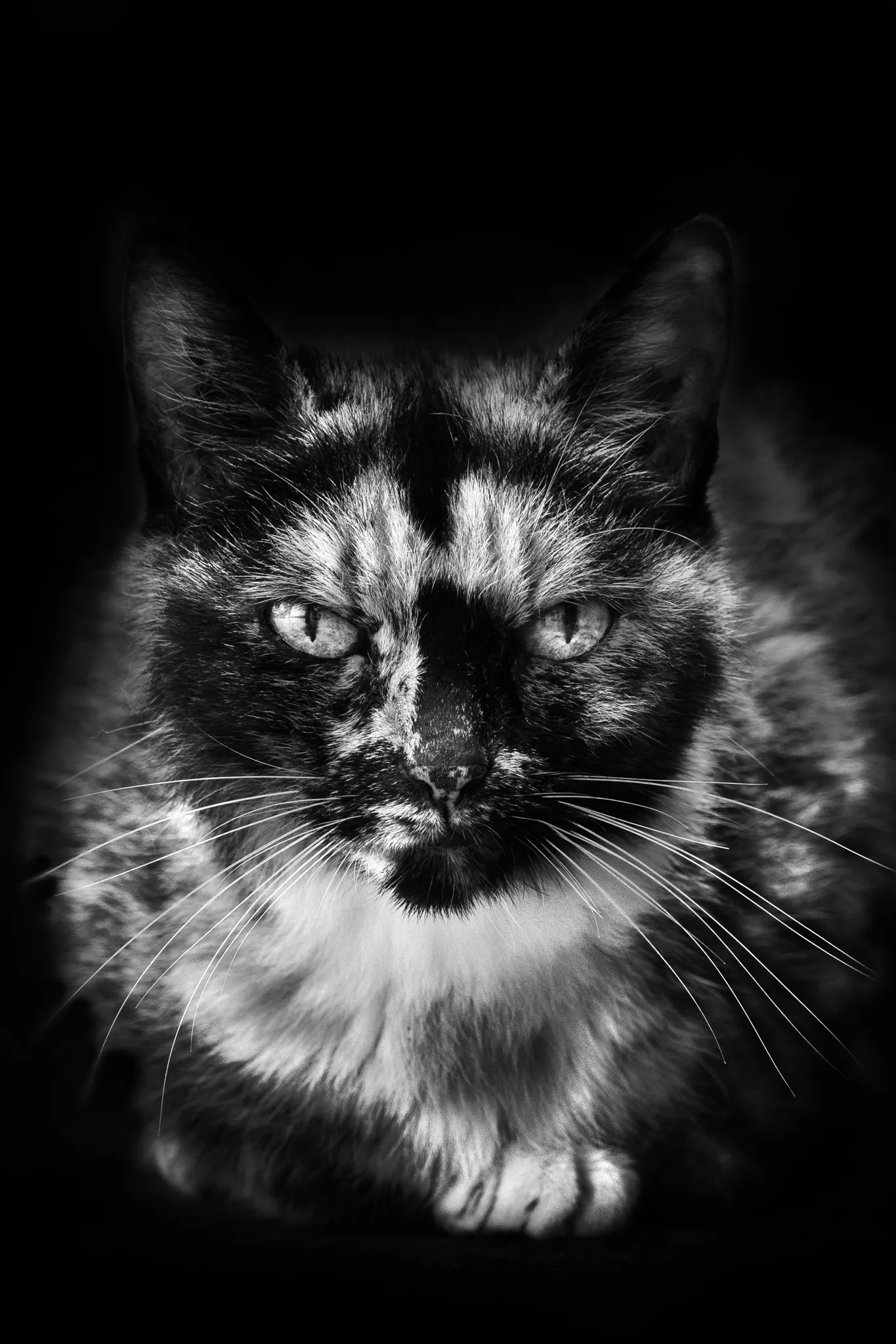 Chatte ecaille de tortue