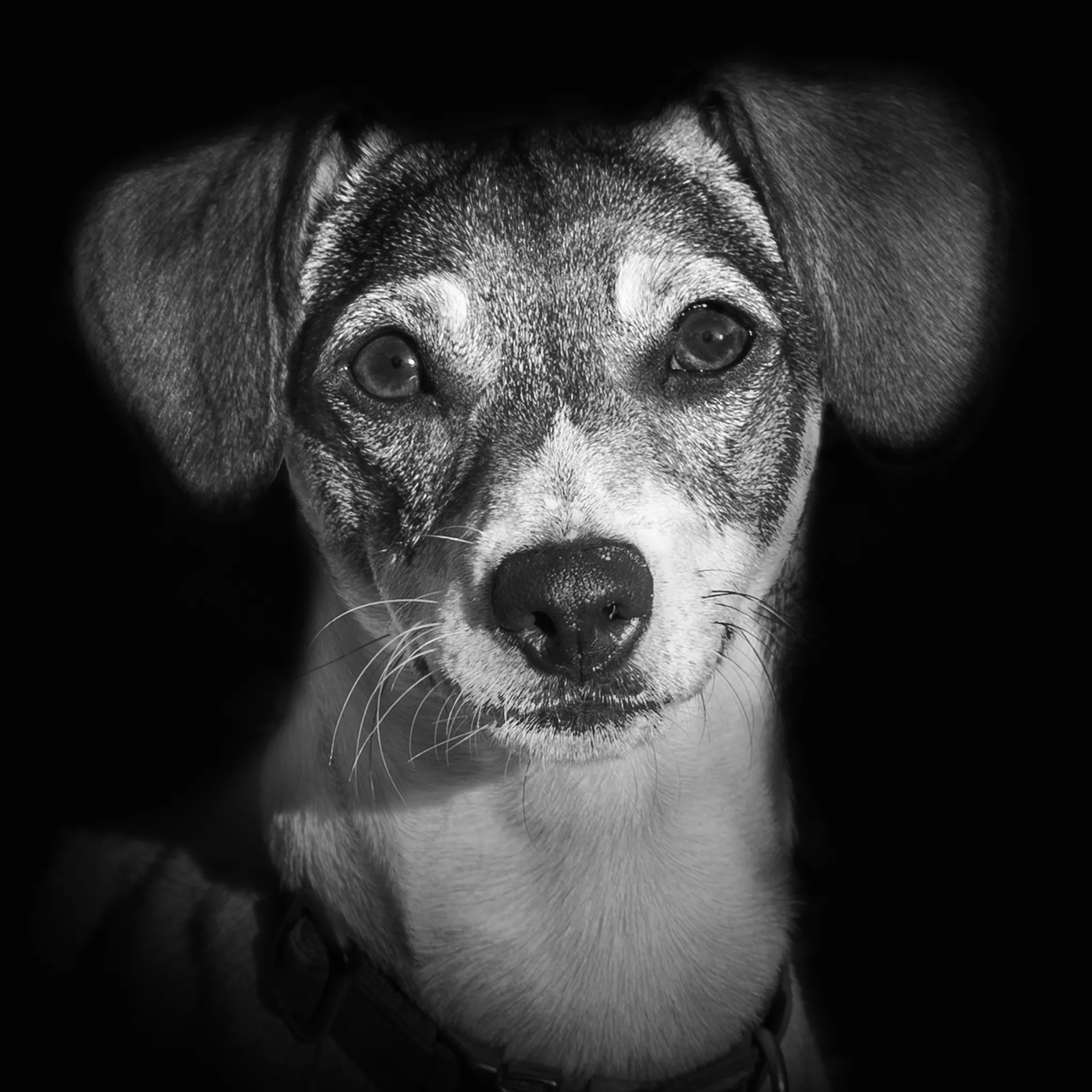 Portrait chien jack-russel, qui semble sourire.