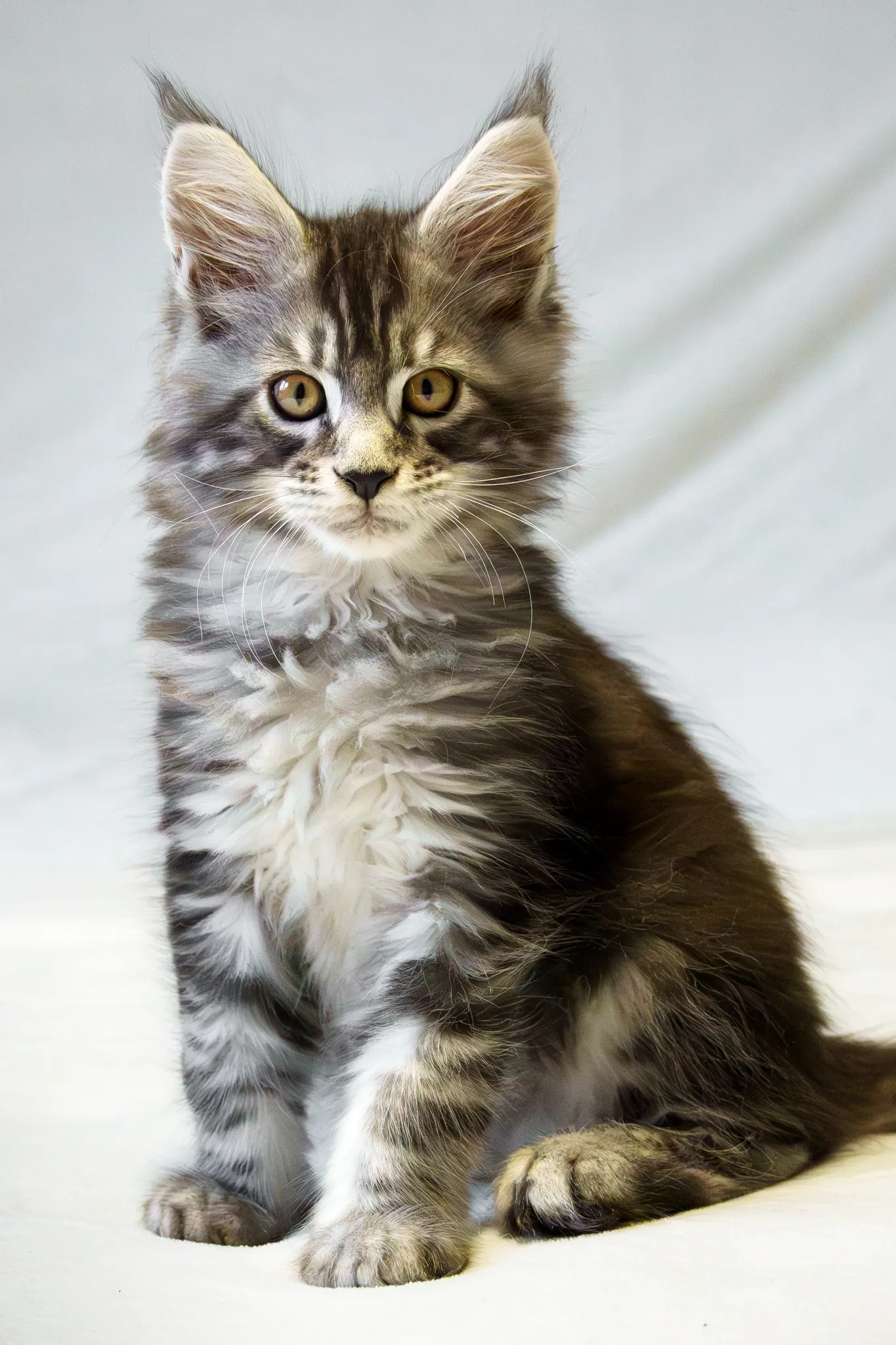 Chaton main coon tigré au yeux couleur noisette.