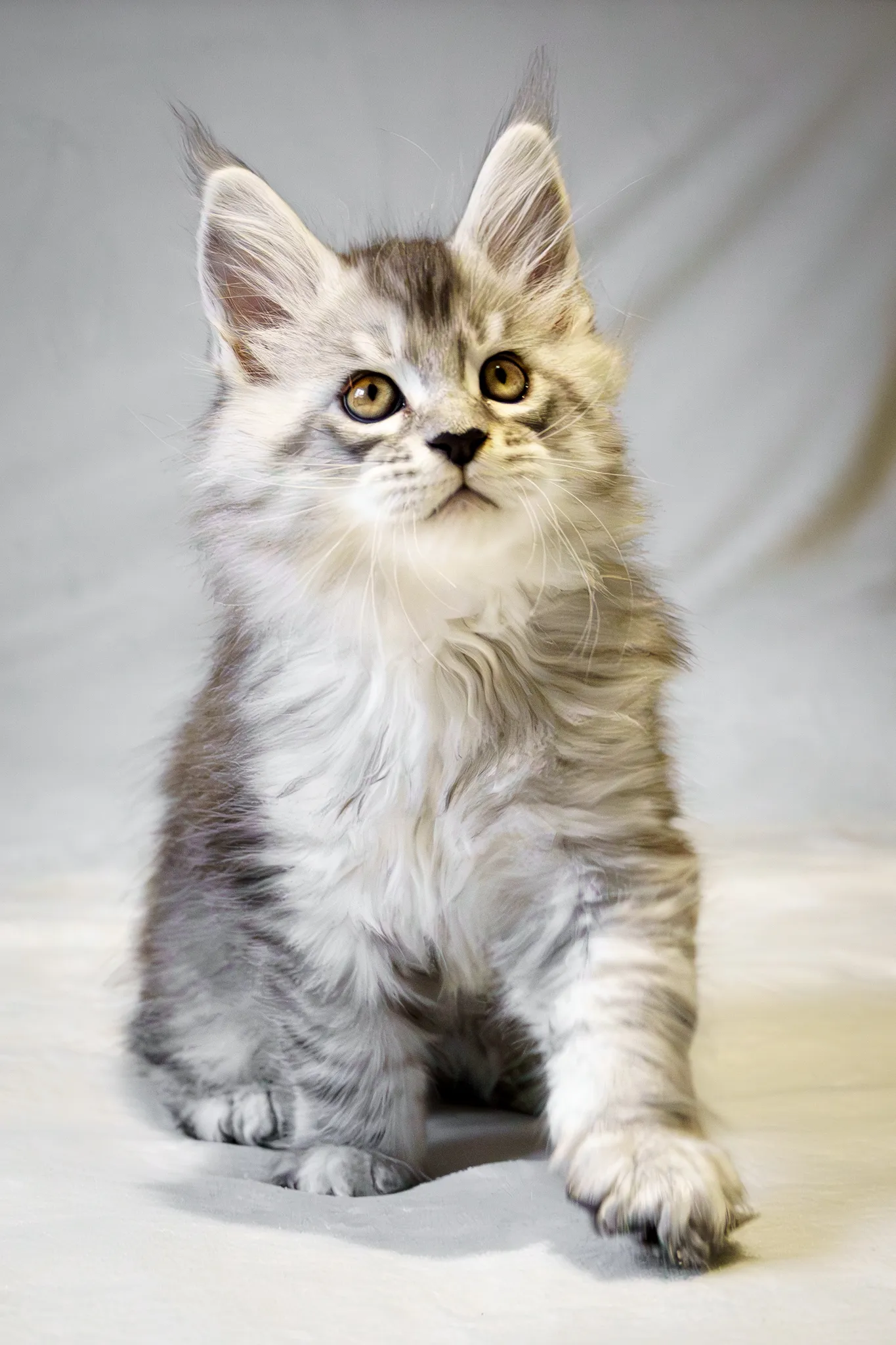 Chaton main coon 