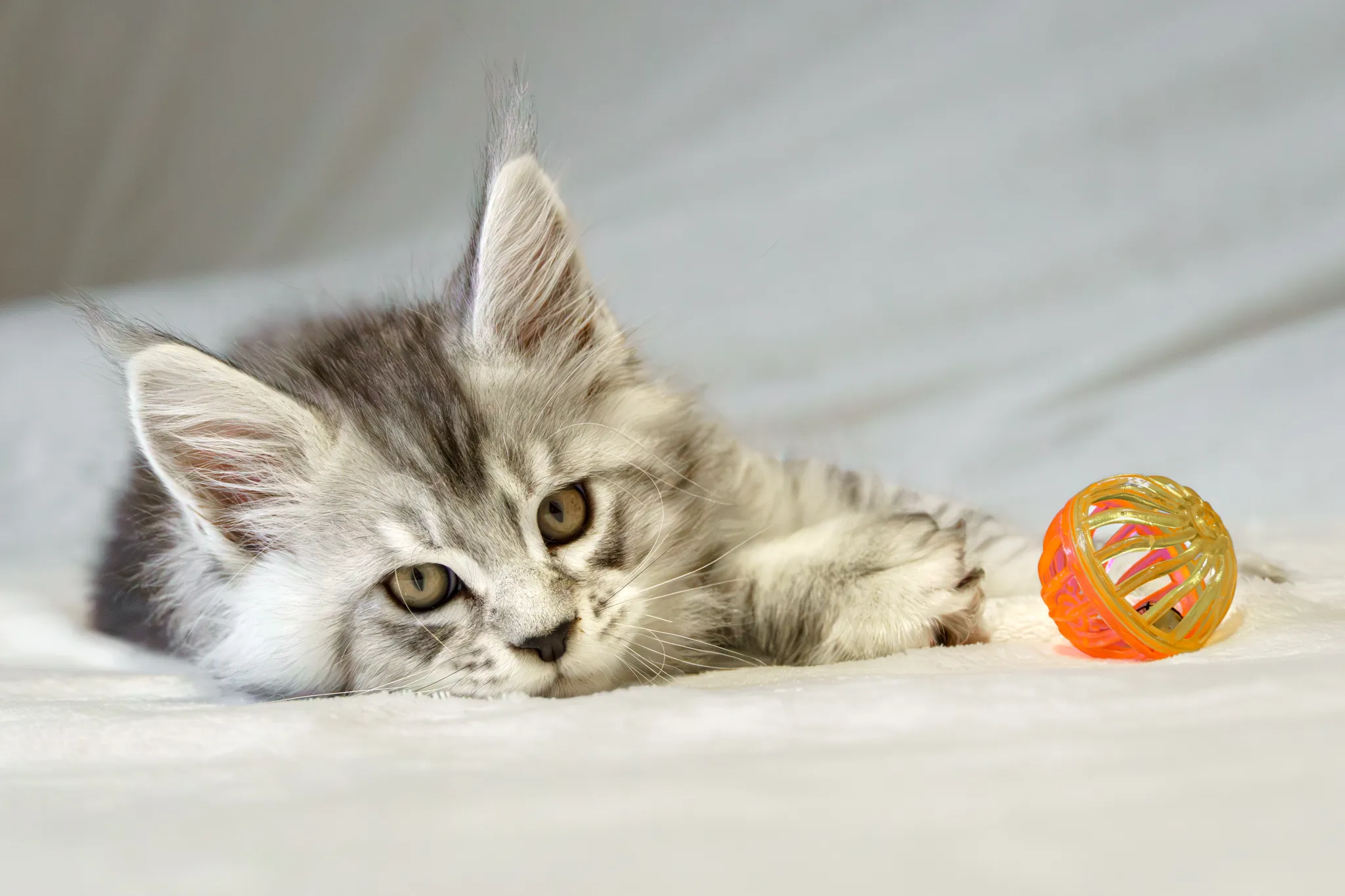 Chaton main coon blanc et gris au yeux noisette. Allongé à côté de sa balle.