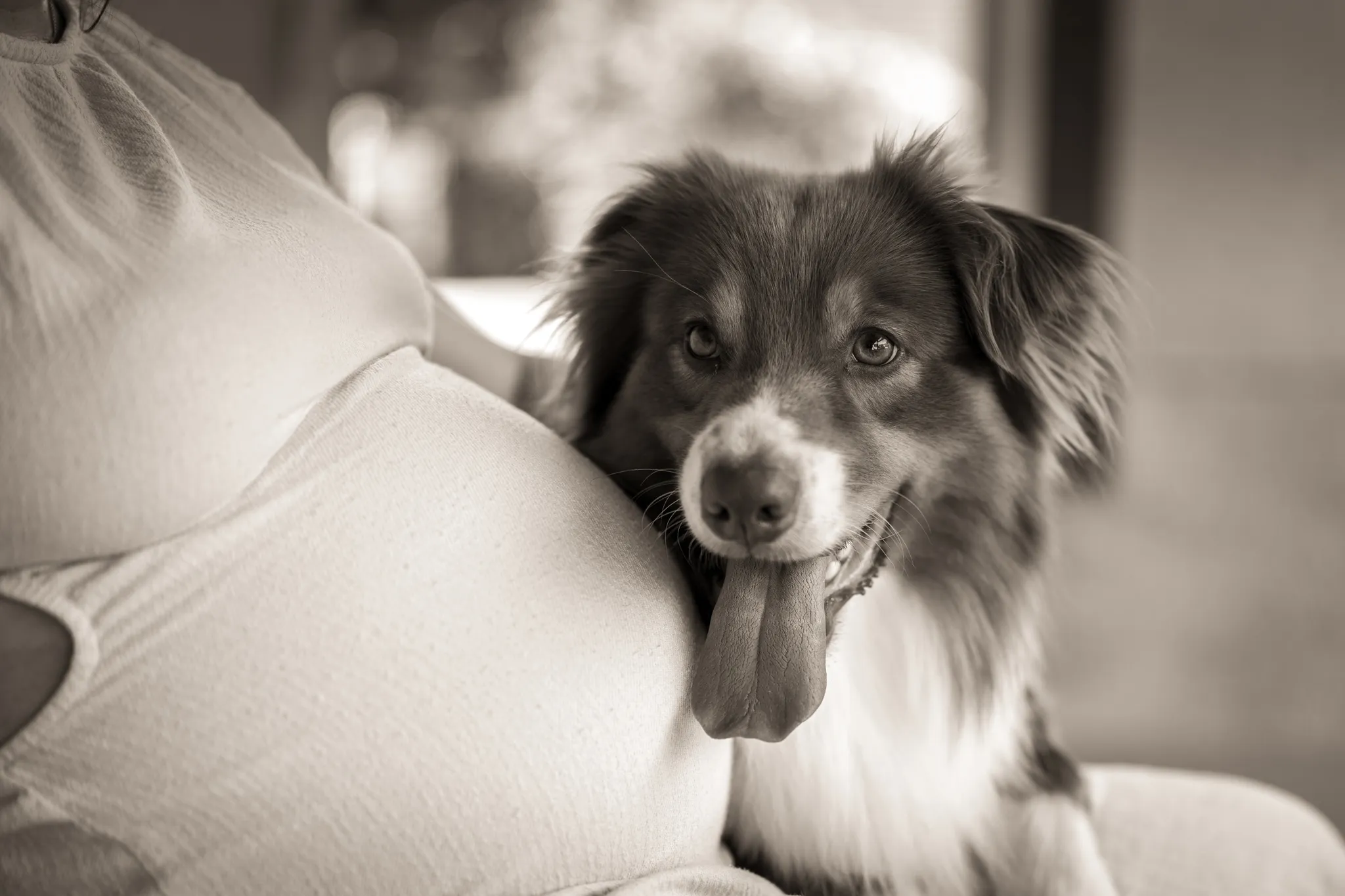 Chien langue pendue au côté du ventre de grossesse de sa maitresse.