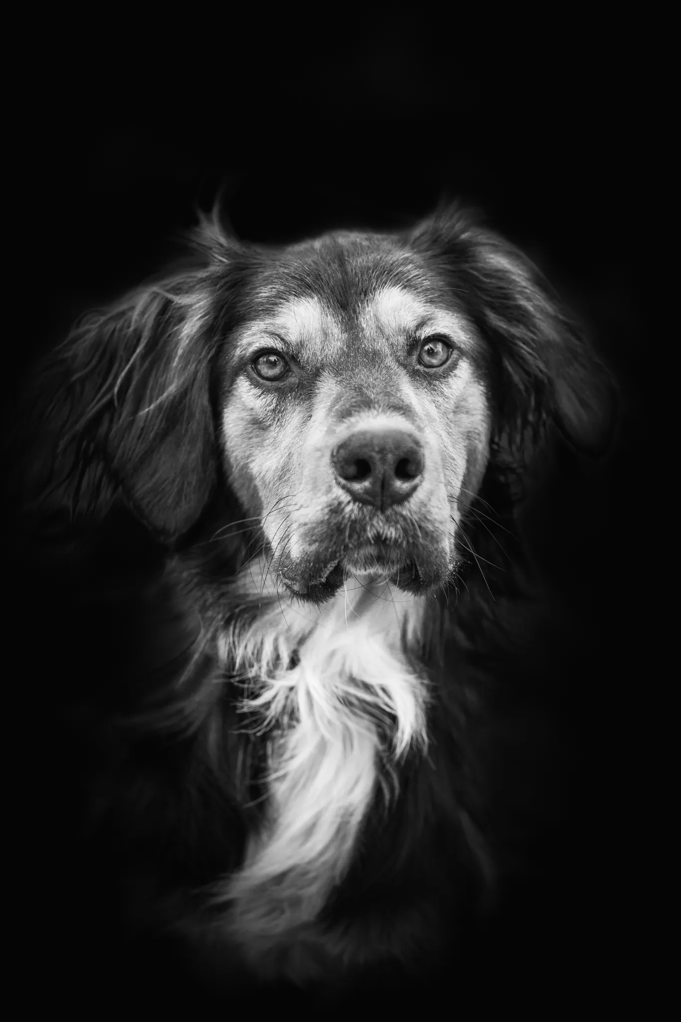 Chien aux longues oreilles, et poils longs, regard intense. Noir et blanc.