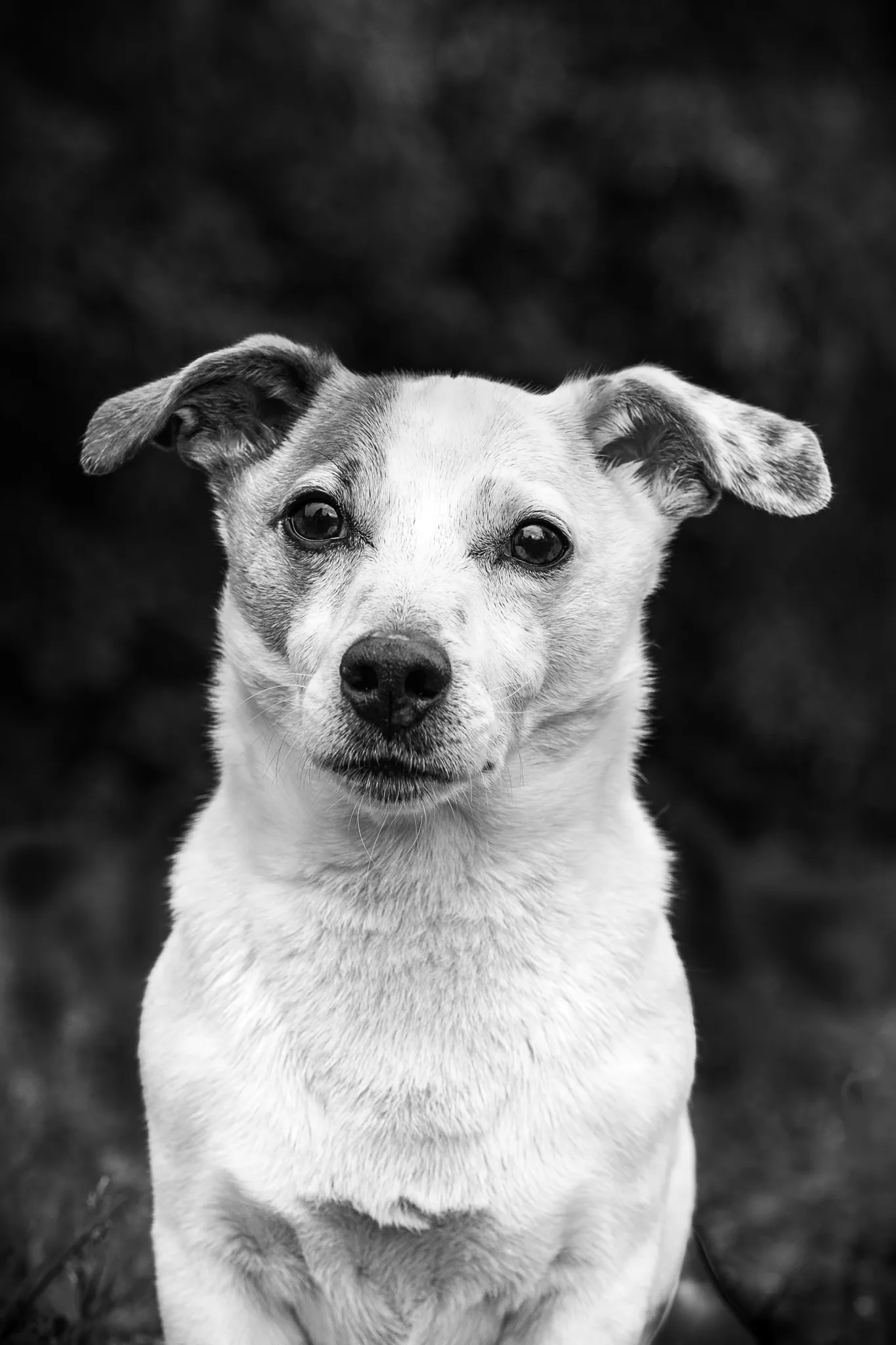Petit chien blanc avec taches sombres sur oreilles, regard attentif.