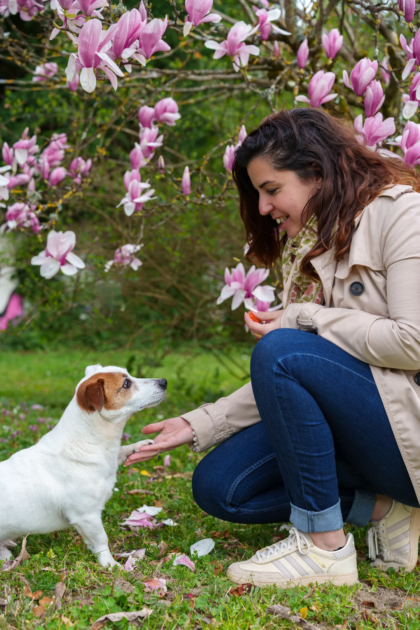 Petit chien blanc avec tache marron sur œil et oreille. Donne la patte à sa maîtresse.