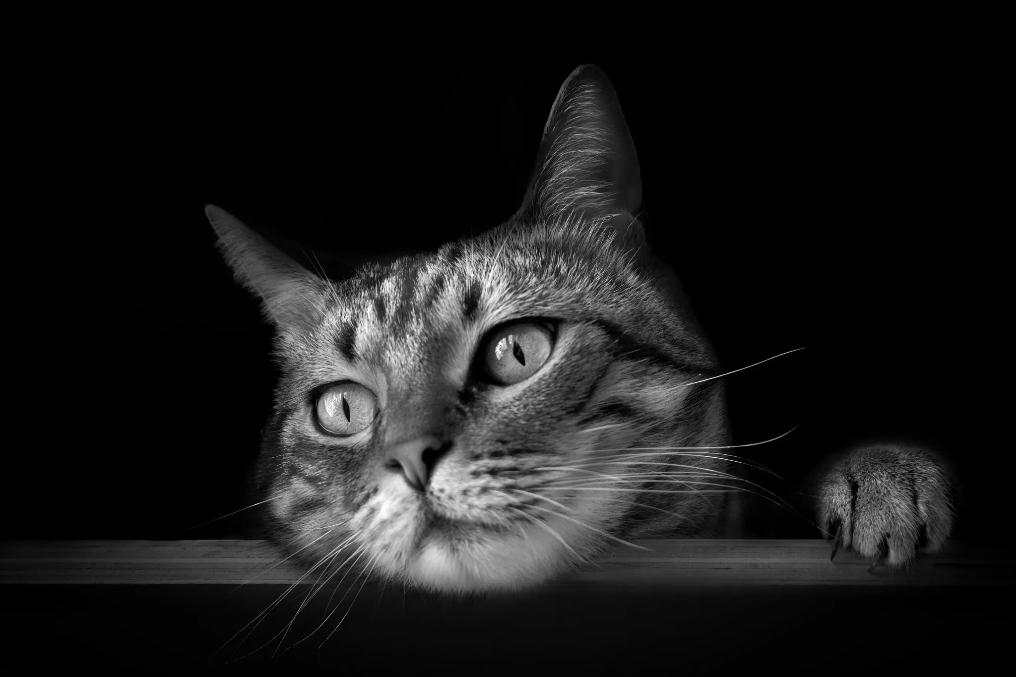 Portrait chat en noir et blanc