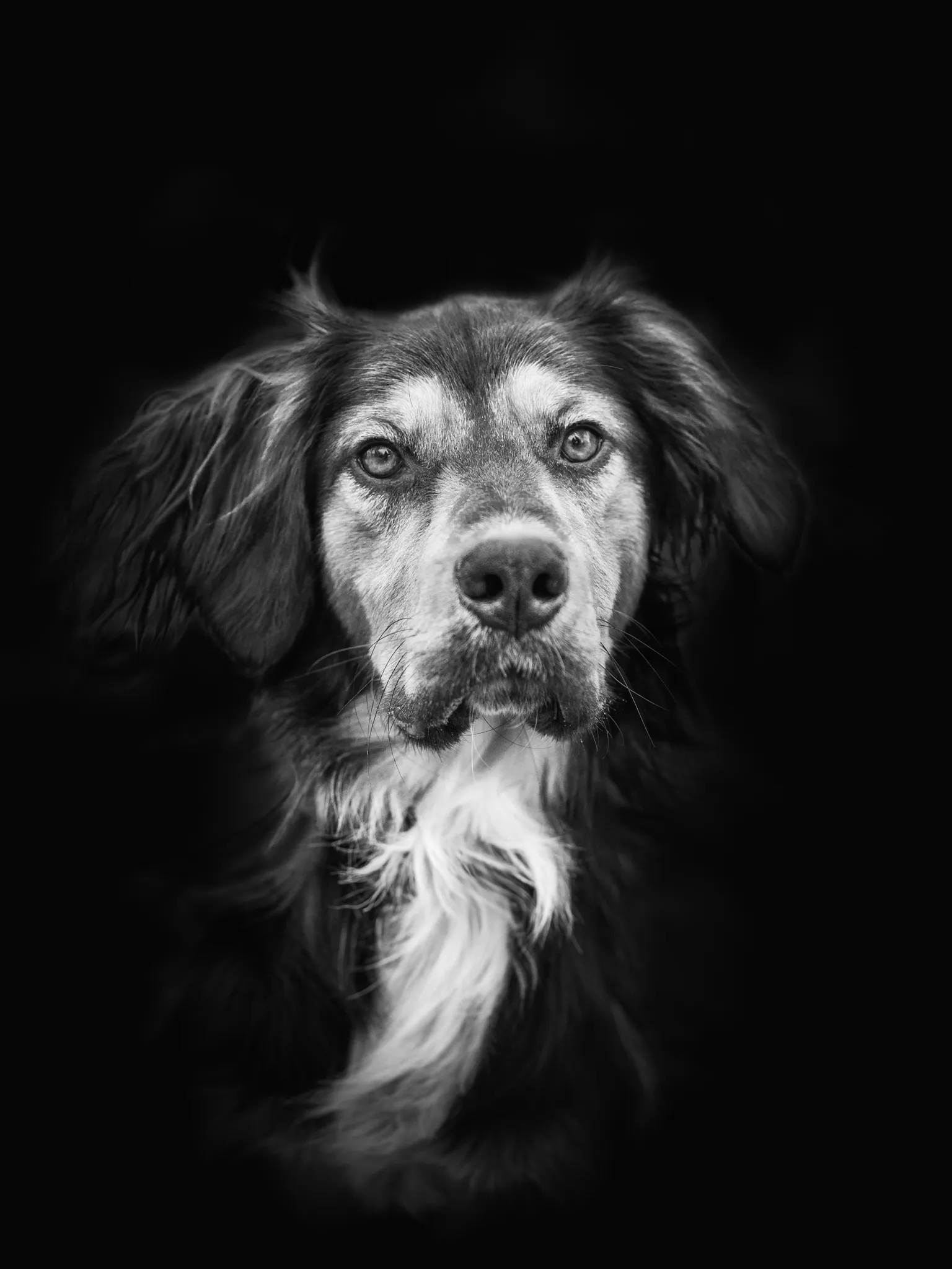 vue artistique en noir et blanc d'un chien